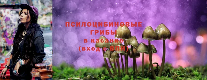 Псилоцибиновые грибы Psilocybe  Новочебоксарск 